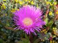 Carpobrotus acinaciformis